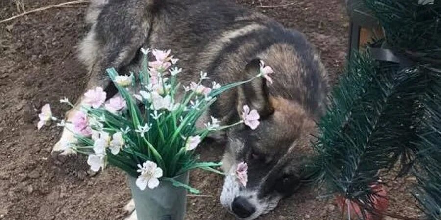 В Криворожском районе нашли украинского Хатико — этот пес уже три года живет возле могилы хозяина (ФОТО) 5