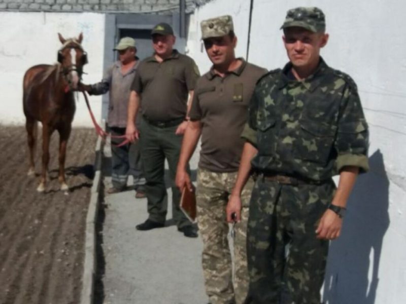 В запорожской колонии используют коня для поиска подкопов