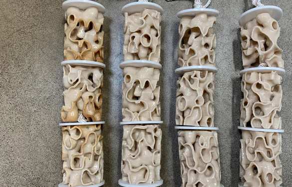 Кораллы начали печатать на 3D-принтере ради спасения рифов