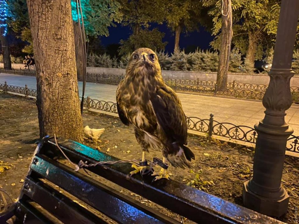 В одесский зоопарк принесли хищную птицу, изъятую у "уличных фотографов" 1