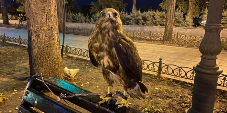 В одесский зоопарк принесли хищную птицу, изъятую у “уличных фотографов”