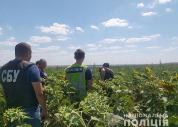 На Николаевщине накрыли плантацию конопли на 29 млн.грн (ФОТО, ВИДЕО)