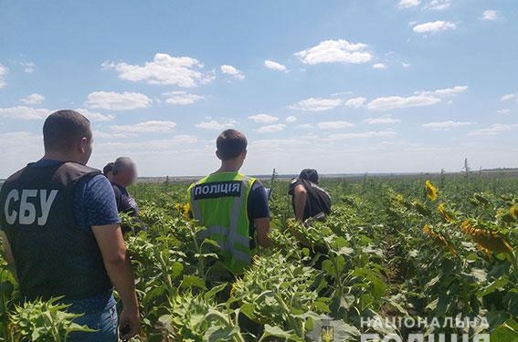 На Николаевщине накрыли плантацию конопли на 29 млн.грн (ФОТО, ВИДЕО)