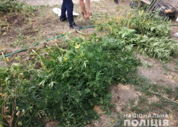 На Николаевщине мать с сыном вырастили 35 кустов конопли для «лечения ног»