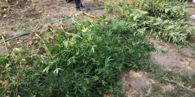 На Николаевщине мать с сыном вырастили 35 кустов конопли для «лечения ног»