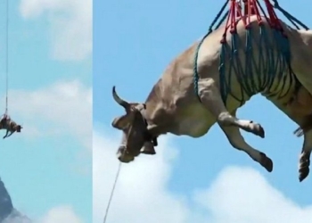 Над Альпами на вертолете пролетела корова