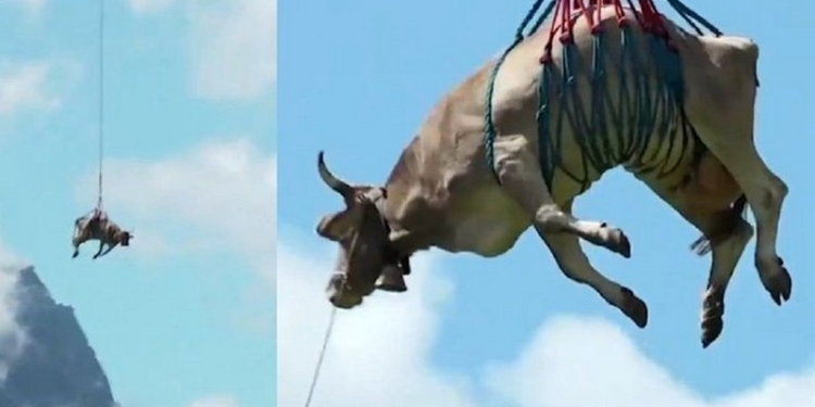 Над Альпами на вертолете пролетела корова