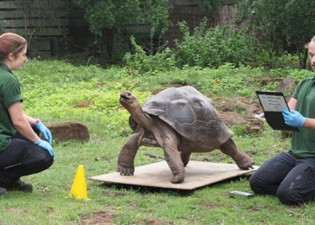 Лондонский зоопарк совершил ежегодное взвешивание животных. Кое-кого пришлось загонять на весы хитростью (ФОТО)