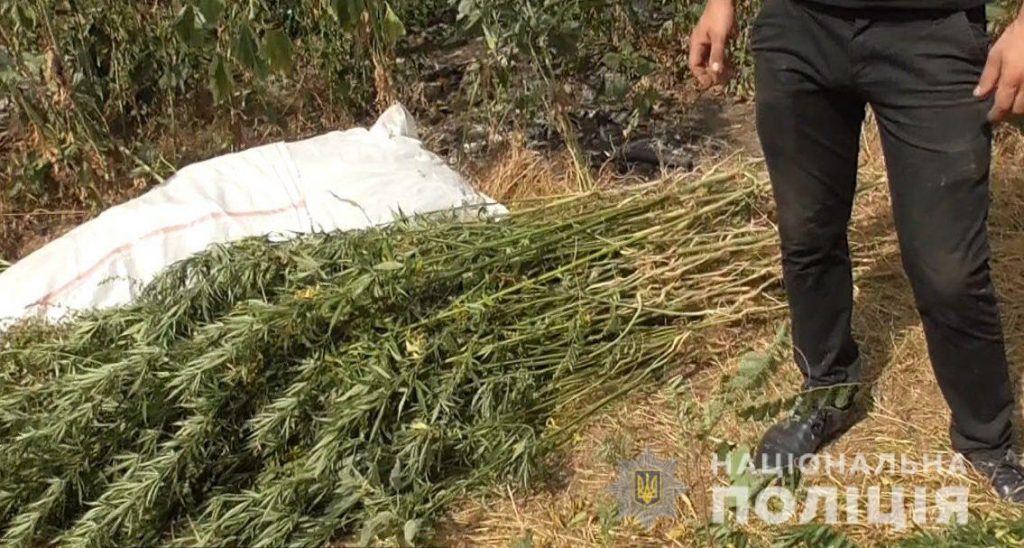 В Новом Буге полицейские пришли к мужчине, который вырастил на огороде 433 куста конопли (ФОТО) 1