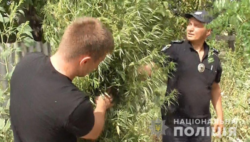 В Новом Буге полицейские пришли к мужчине, который вырастил на огороде 433 куста конопли (ФОТО) 3