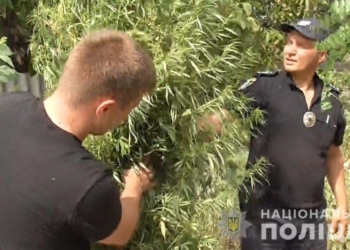 В Новом Буге полицейские пришли к мужчине, который вырастил на огороде 433 куста конопли (ФОТО)