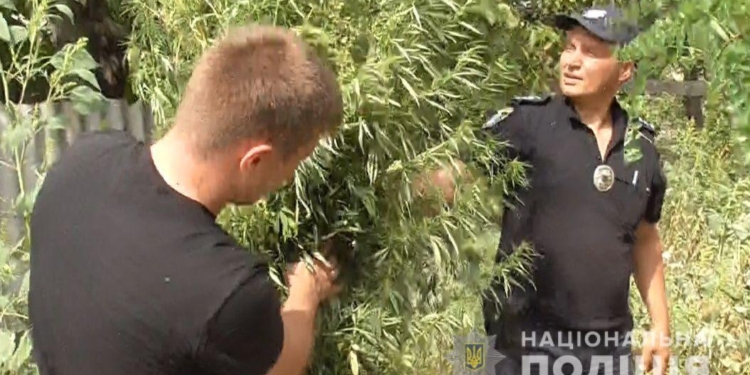 В Новом Буге полицейские пришли к мужчине, который вырастил на огороде 433 куста конопли (ФОТО)