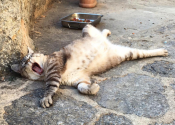 Завтра в Украине без осадков, температура до +36