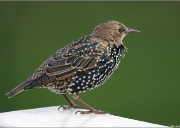 Yankee Doodle Boy в исполнении скворца: на что только не пойдешь, чтобы поддержать свой любимый футбольный клуб! (ВИДЕО)