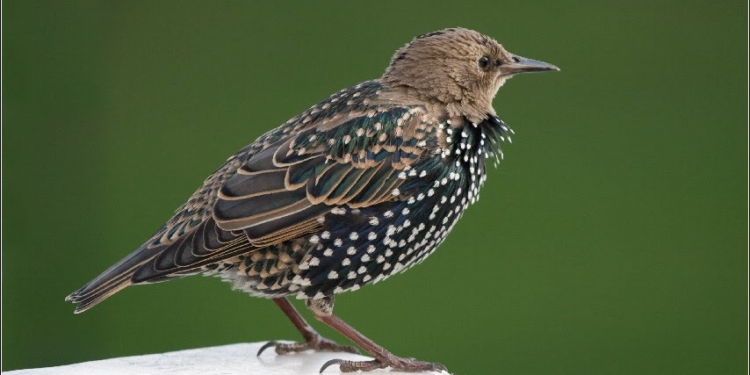 Yankee Doodle Boy в исполнении скворца: на что только не пойдешь, чтобы поддержать свой любимый футбольный клуб! (ВИДЕО)