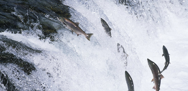 В Шотландии с рыбной фермы “сбежало” 50 000 лососей