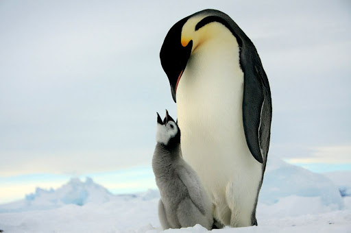 В Антарктике неожиданно размножились императорские пингвины 1