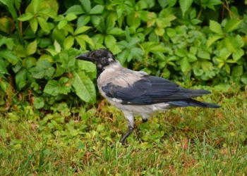 В Беларуси ворона вытащила из рюкзака парня деньги, которые он перед этим украл (ВИДЕО)