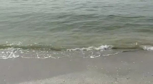 В ГЭИ в Николаевской области отчитались о результатах анализов проб воды, взятой в месте гибели бакланов