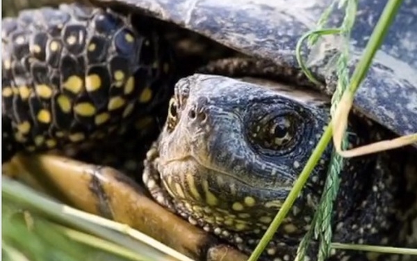 Николаевский рыбоохранный патруль спас из браконьерских сетей черепаху и молодь рыбы (ВИДЕО)
