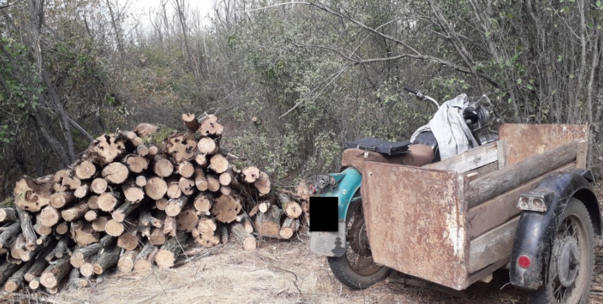 В Новобугском районе в лесополосе спилили 68 деревьев - полиция открыла уголовное производство 1