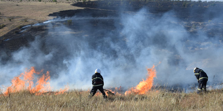 На Николаевщине спасли 22 бизона от гибели в огне – потушили пожар в заповеднике (ВИДЕО)