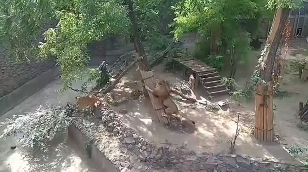 «Переезды» в Николаевском зоопарке: львы и медведица Сметанка «освобождают место» для ждущей потомства Зефирки