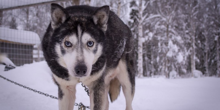 Из-за коронавируса: в Лапландии начали собирать пожертвования на корм для ездовых хаски