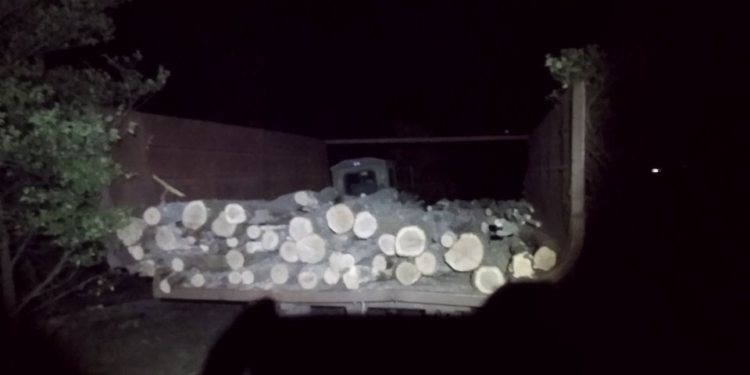 На Николаевщине задержали «черных лесорубов» – они успели напилить три куба дуба