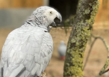 В британском зоопарке пришлось рассадить по разным вольерам попугаев, которые хором «крыли матом и загаром» посетителей