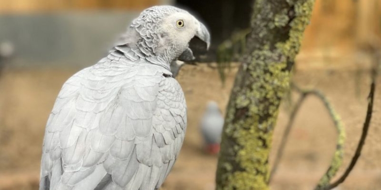 В британском зоопарке пришлось рассадить по разным вольерам попугаев, которые хором «крыли матом и загаром» посетителей