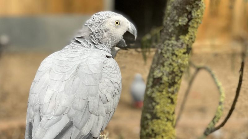 В британском зоопарке пришлось рассадить по разным вольерам попугаев, которые хором «крыли матом и загаром» посетителей 1