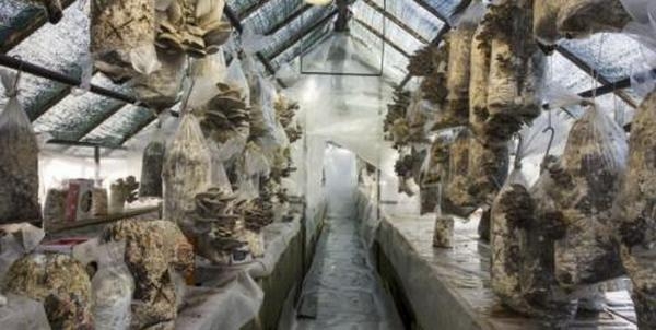 На кофейной гуще можно не только гадать – в Италии на ней начали выращивать грибы