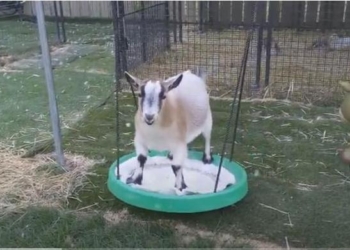 «Только небо, только ветер, только радость впереди»: коза научилась качаться на качели (ВИДЕО)