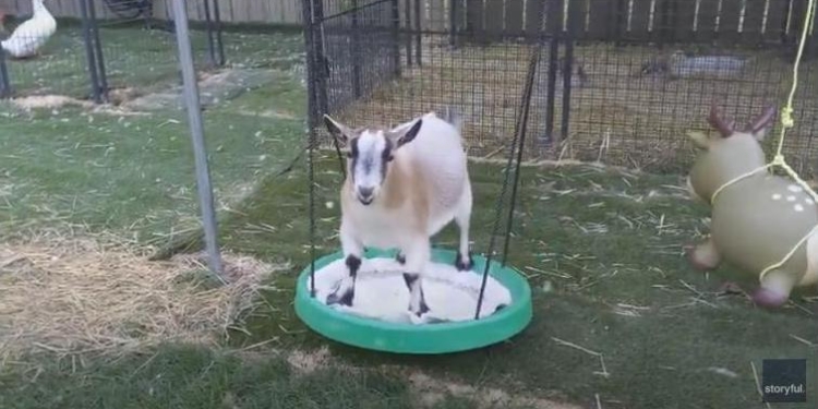 «Только небо, только ветер, только радость впереди»: коза научилась качаться на качели (ВИДЕО)