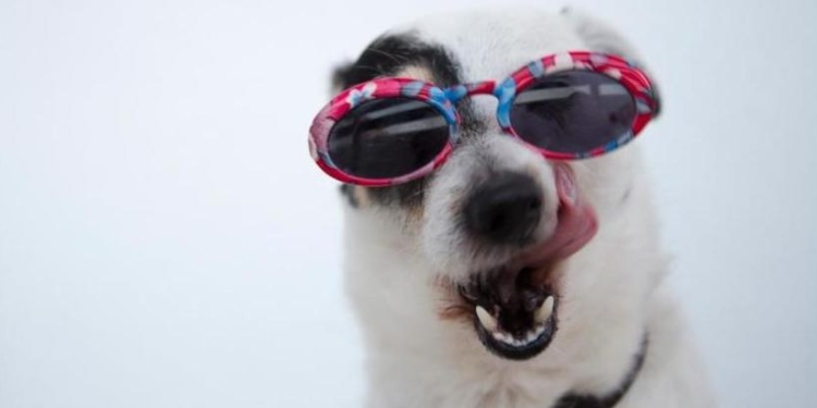 Названы лучшие города мира для собак и их владельцев