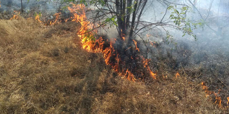 На Николаевщине за сутки выгорело более 8 га открытых территорий (ФОТО)