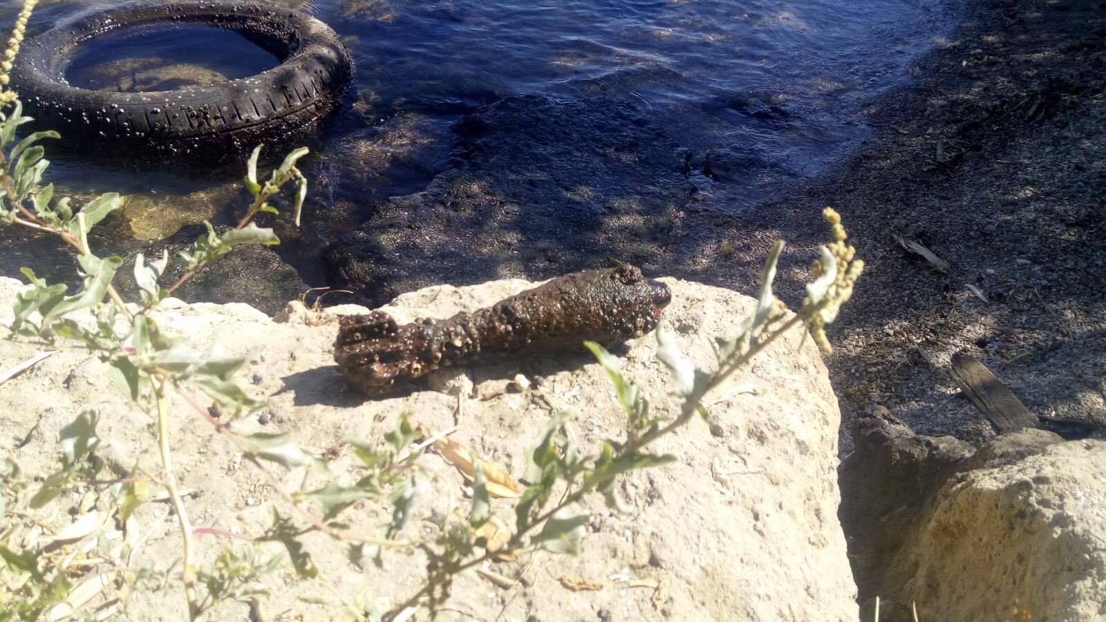 На Лагерном Поле в Николаеве нашли минометную мину (ФОТО)