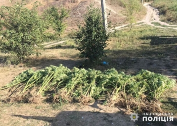 Это что-то новенькое: на Николаевщине посадки элитной конопли нашли… в камышах (ФОТО, ВИДЕО)