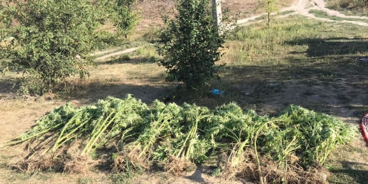 Это что-то новенькое: на Николаевщине посадки элитной конопли нашли… в камышах (ФОТО, ВИДЕО)