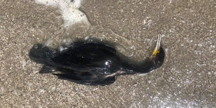 Отдыхающие обнаружили мертвых бакланов на пляже в Луговом (ФОТО)