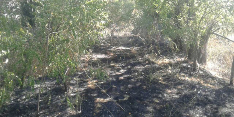 Спасатели Николаевщины за сутки 15 раз выезжали тушить пожары на открытых территориях (ФОТО)