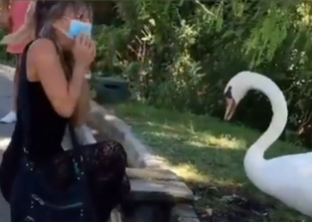 Лебедь “научил” девушку правильно носить маску: сеть в восторге (ВИДЕО)