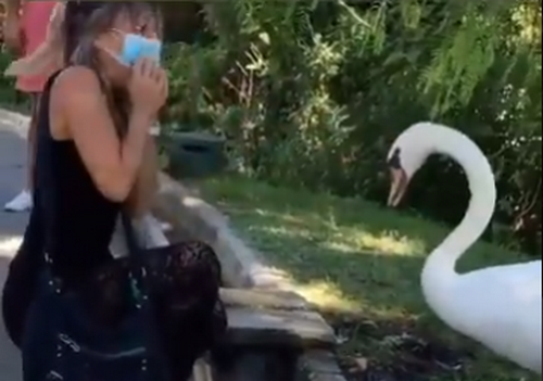 Лебедь "научил" девушку правильно носить маску: сеть в восторге (ВИДЕО) 1