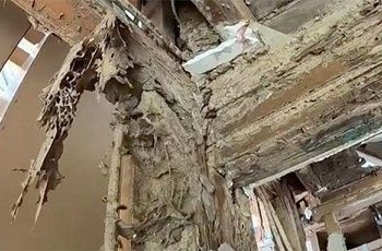 В Австралии термиты съели особняк за полмиллиона долларов