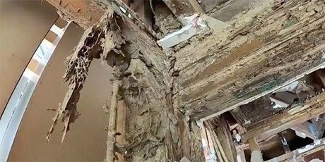 В Австралии термиты съели особняк за полмиллиона долларов