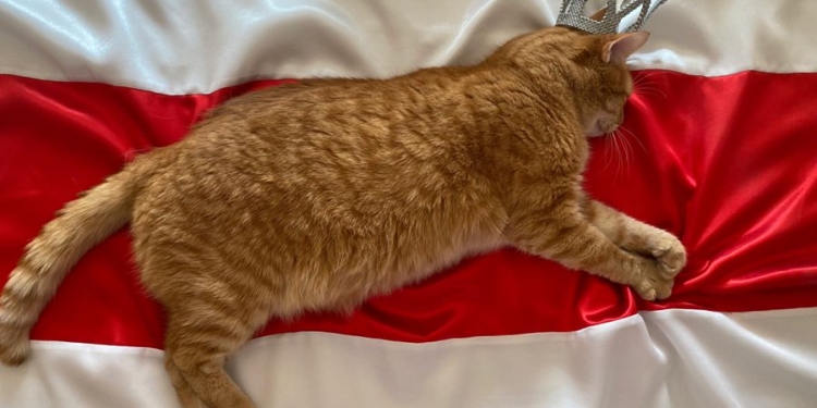 Белорусы массово инаугурируют котов, собак и мышей: “если диктатор – то такой” (ФОТО)