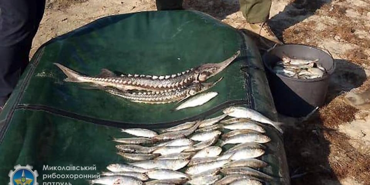 Краснокнижная севрюга с пузанком: Николаевский рыбоохранный патруль поймал браконьеров (ФОТО)