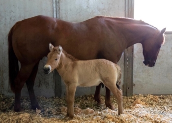 В США клонировали умершую лошадь Пржевальского