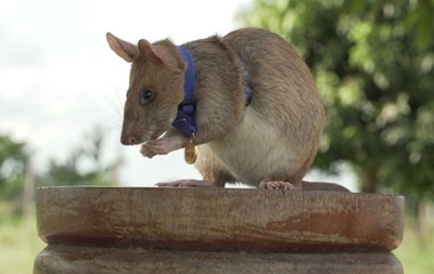 Крысу-сапера Магава наградили золотой медалью за верность долгу